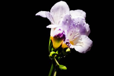 Siyah arka planda güzel bir buket çiçek.  