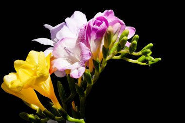Siyah arka planda güzel bir buket çiçek.  