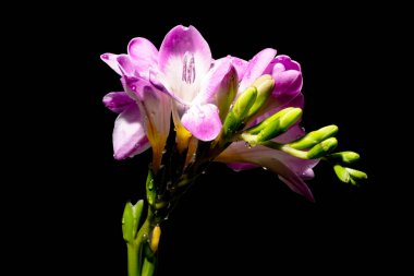 Siyah arka planda güzel bir buket çiçek.  