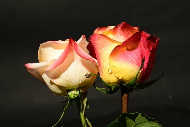 Koyu arkaplanda güzel güller, yaz konsepti, yakın manzara