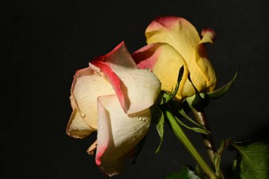 Koyu arkaplanda güzel güller, yaz konsepti, yakın manzara