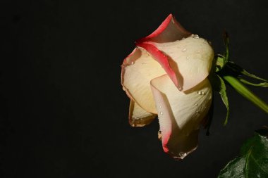 Koyu arkaplanda güzel bir gül, yaz konsepti, yakın görüş