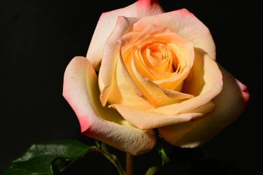 Koyu arkaplanda güzel bir gül, yaz konsepti, yakın görüş