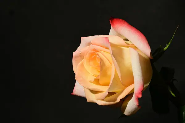 Hermosa Rosa Sobre Fondo Oscuro Concepto Verano Vista Cercana Imagen De Stock