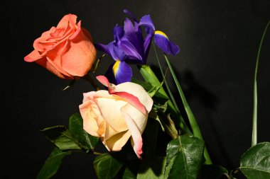 Güzel iris ve gül çiçekleri koyu arka planda, yaz konsepti, yakın görüş