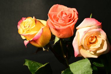 Koyu arkaplanda güzel güller, yaz konsepti, yakın manzara