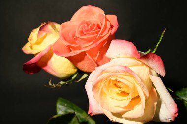 Koyu arkaplanda güzel güller, yaz konsepti, yakın manzara