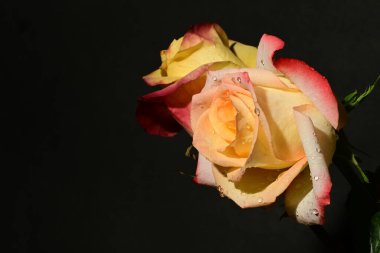 Güzel bir buket gül, siyah arka planda çiçekler.   