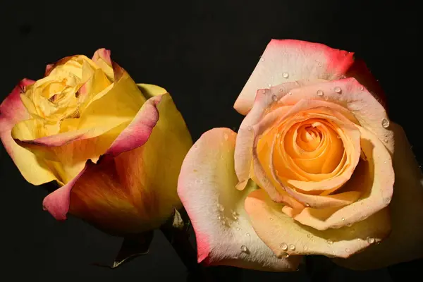 Piękny Bukiet Róż Kwiaty Czarnym Tle — Zdjęcie stockowe
