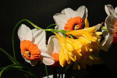 Siyah arka planda güzel bir buket çiçek.  