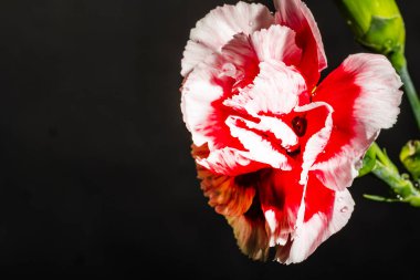 Koyu arkaplanda güzel çiçekler