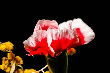 Siyah arka planda güzel bir buket çiçek.  