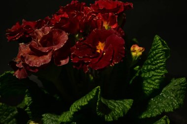 Koyu arkaplandaki güzel, parlak çiçek buketini kapat.