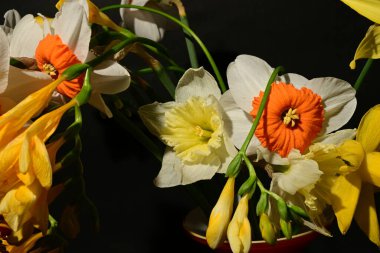 Koyu arkaplandaki güzel, parlak çiçek buketini kapat.