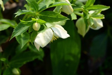 Bahçede büyüyen güzel beyaz çiçekler