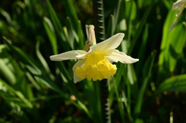 Bahçede güzel nergis çiçekleri