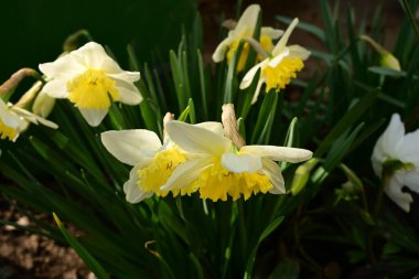 Bahçede güzel nergis çiçekleri