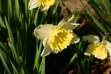 Bahçede güzel nergis çiçekleri