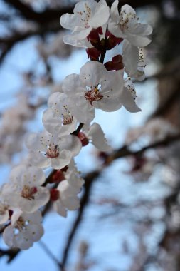 Bahçede açan güzel beyaz çiçekler, elma ağacı çiçeği.