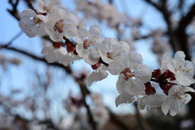 Bahçede açan güzel beyaz çiçekler, elma ağacı çiçeği.