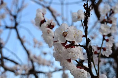 Bahçede açan güzel beyaz çiçekler, elma ağacı çiçeği.