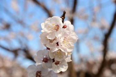 Bahçede açan güzel beyaz çiçekler, elma ağacı çiçeği.