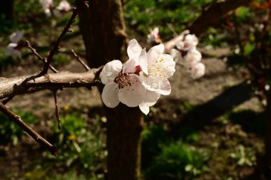 Bahçede açan güzel beyaz çiçekler, elma ağacı çiçeği.