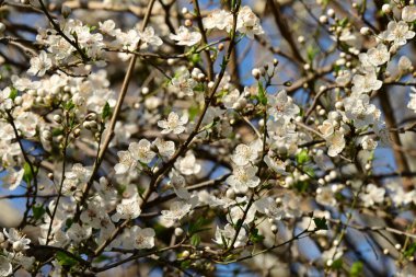 Bahçede güzel beyaz çiçekler, elma ağacı çiçeği