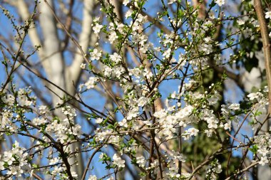 Bahçede güzel beyaz çiçekler, elma ağacı çiçeği