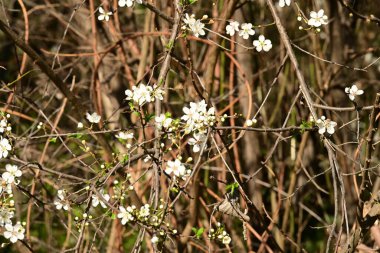 Bahçede güzel beyaz çiçekler, elma ağacı çiçeği