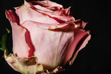 Güzel parlak gül, stüdyo çekimi