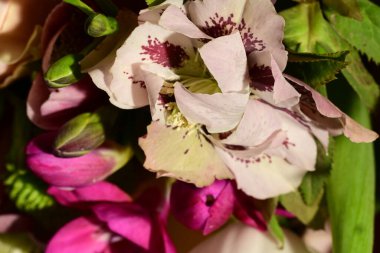 Güzel, parlak bir buket çiçeğe yakın çekim, stüdyo çekimi 