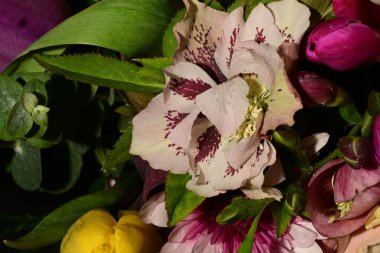 Güzel, parlak bahar çiçekleri, stüdyo çekimi.
