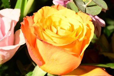 Güzel, parlak bir buket çiçeğe yakın.