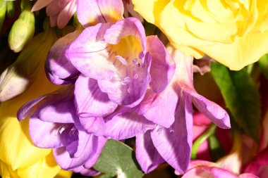 Güzel, parlak bir çiçek buketi, stüdyo çekimi. 