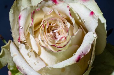 Güzel parlak gülü kapat.