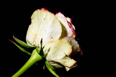 Güzel parlak gülü kapat.