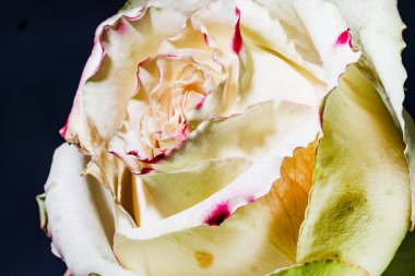 Güzel parlak gülü kapat.