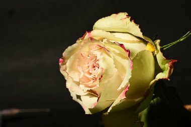 Siyah arkaplandaki güzel gülü kapat