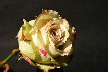 Siyah arkaplandaki güzel gülü kapat