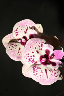 Güzel orkideleri, çiçekleri kapatın.