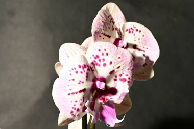 Güzel orkideleri, çiçekleri kapatın.