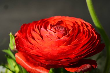 Güzel, parlak çiçeğe yakın