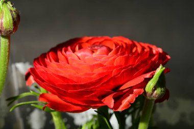 Güzel, parlak çiçeğe yakın