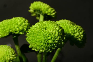 Koyu arkaplandaki güzel, parlak bahar buketini kapat.