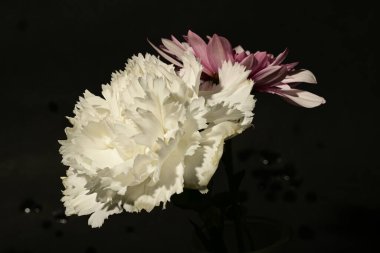 Koyu arkaplandaki güzel, parlak bahar buketini kapat.