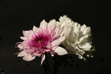 Koyu arkaplandaki güzel, parlak bahar buketini kapat.