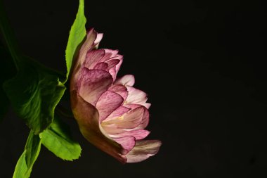 Siyah arkaplandaki güzel parlak çiçeğe yaklaş