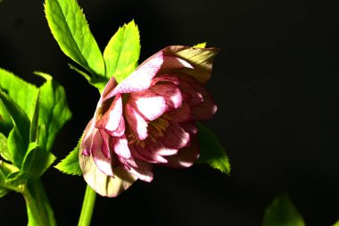 Siyah arkaplandaki güzel parlak çiçeğe yaklaş