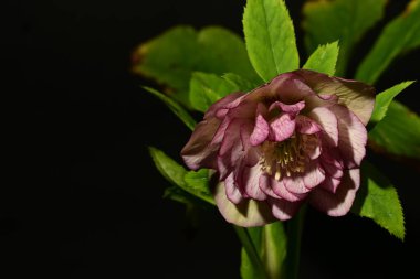 Siyah arkaplandaki güzel parlak çiçeğe yaklaş